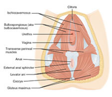 Cosmetic Gynaecology